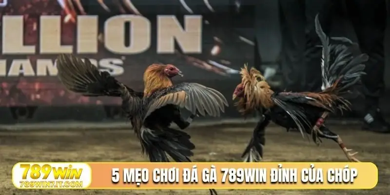 5 mẹo chơi đá gà 789Win đỉnh của chóp