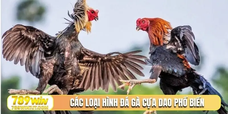 Các loại hình đá gà cựa dao phổ biến