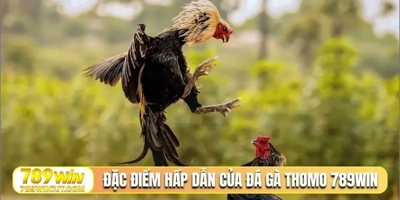 Đặc điểm hấp dẫn của đá gà thomo 789Win