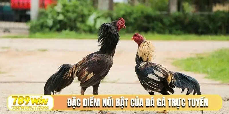 Đặc điểm nổi bật của đá gà trực tuyến