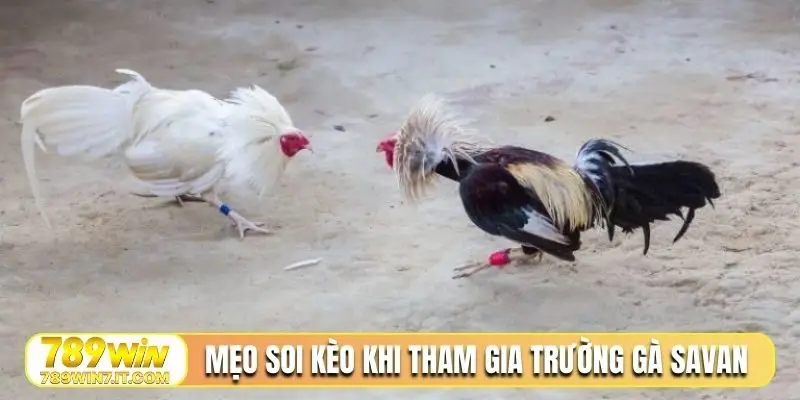 Mẹo soi kèo khi tham gia trường gà Savan